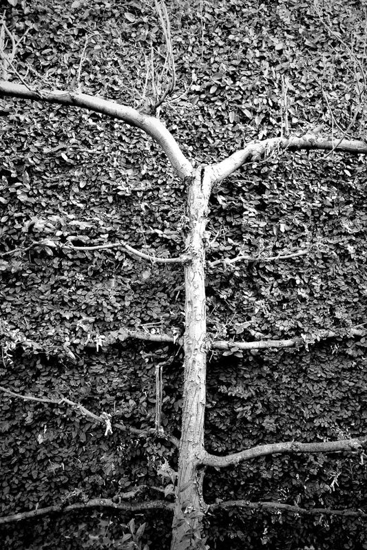 A black and white image of a tree trunk with branches extending horizontally across a dense wall of small, dark leaves. The tree appears to be growing up the wall.