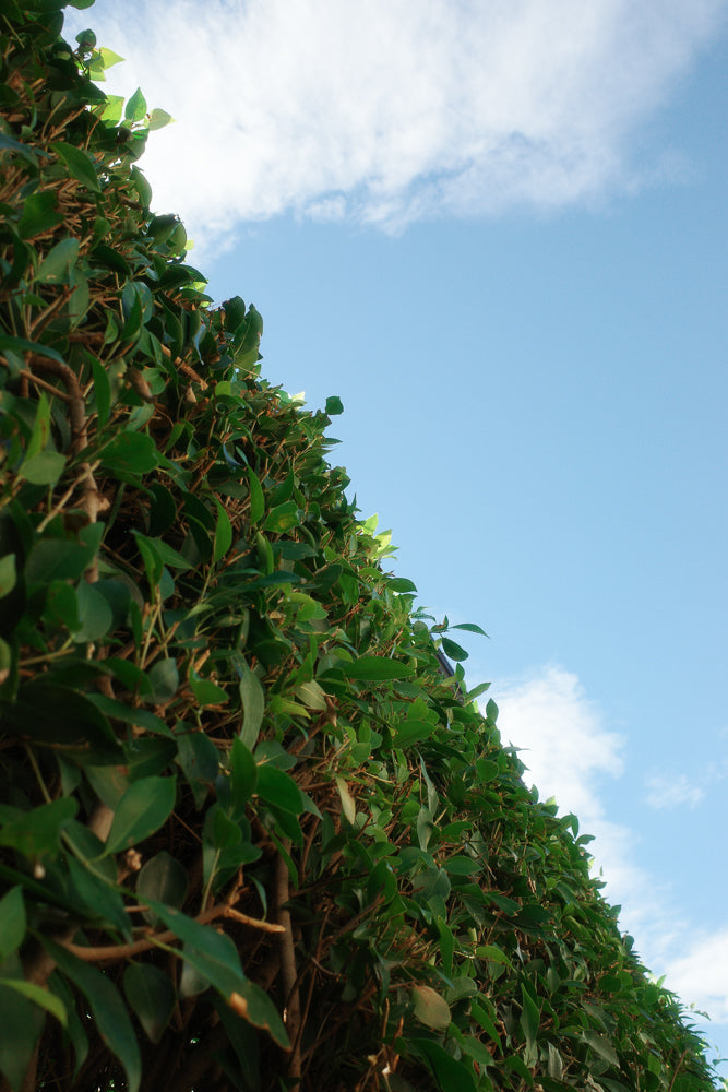 A low-angle shot of a dense green hedge against a bright blue sky with scattered white clouds.