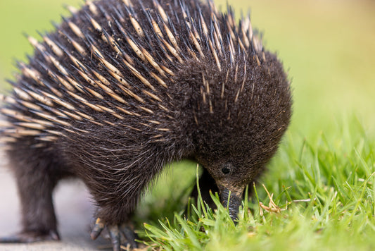 A close-up, low-angle shot of a young echidna foraging in bright green grass. The echidna's dark fur and sharp spines are visible as it burrows its snout into the grass.