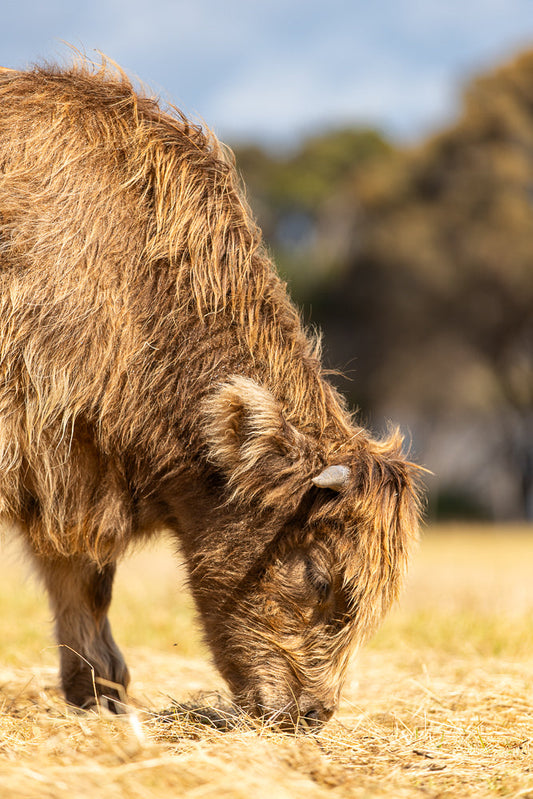 A close-up, vertical shot of a shaggy, brown Highland cow grazing in a dry, grassy field. The cow's head is lowered, and its long, thick fur is visible, with a small horn protruding from its head. The background is softly blurred, showing trees and a light blue sky.