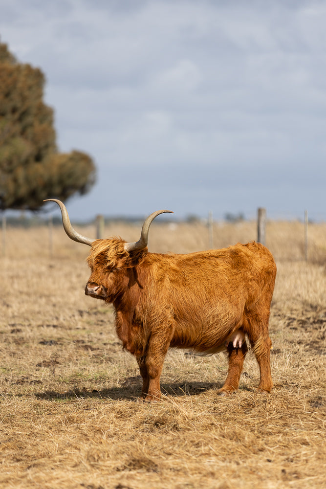 A shaggy, reddish-brown Highland cow stands in a dry, grassy field under a cloudy sky. The cow has long, curved horns and is facing left.