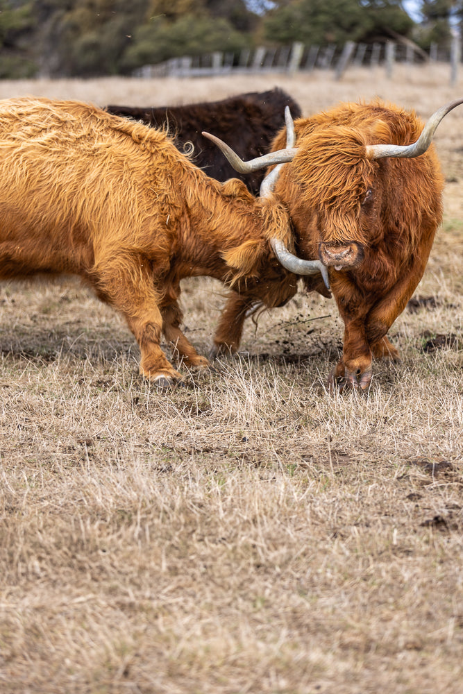 Two Highland cows with long, shaggy, ginger fur are butting heads in a dry, grassy field. One cow is facing the camera, its large horns curved upwards. The other cow is mostly hidden, but its head is lowered as it pushes against the first cow.