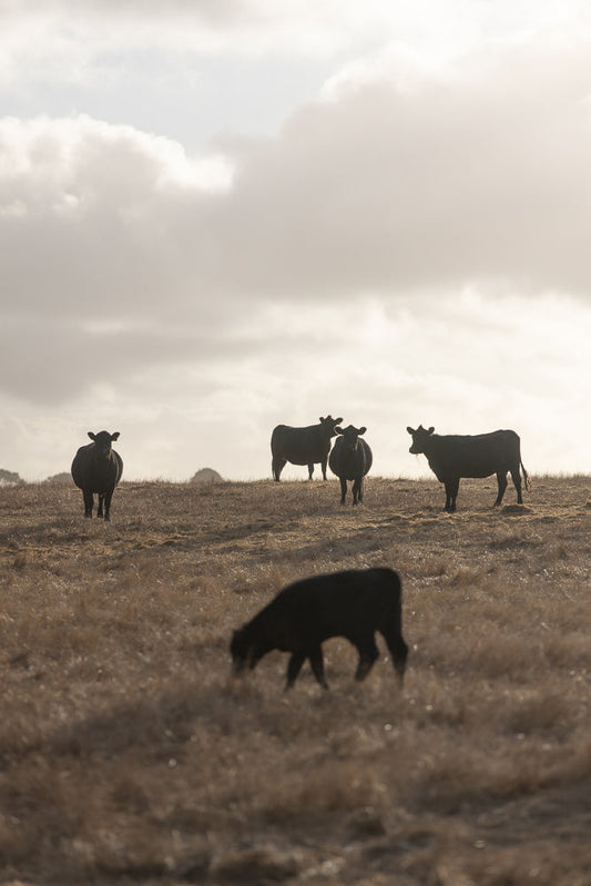 A herd of black cows stand on a dry, grassy hill under a cloudy sky. One calf is in the foreground, grazing.