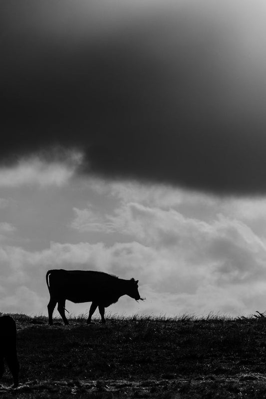 A black and white silhouette of a cow grazing on a grassy hill under a dramatic, cloudy sky. The cow is facing right, with its head down, and its body is fully visible against the lighter sky.