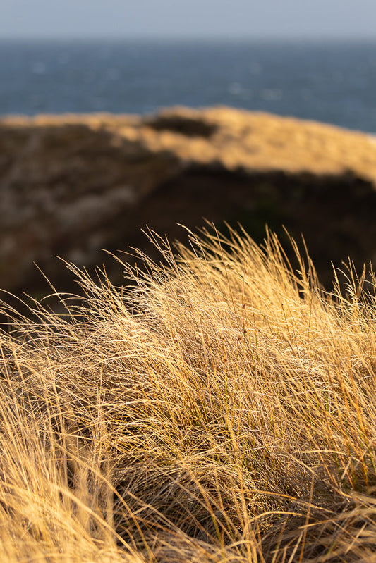 Close-up of dry, golden grass swaying in the wind against a blurred background of the ocean and a hill.