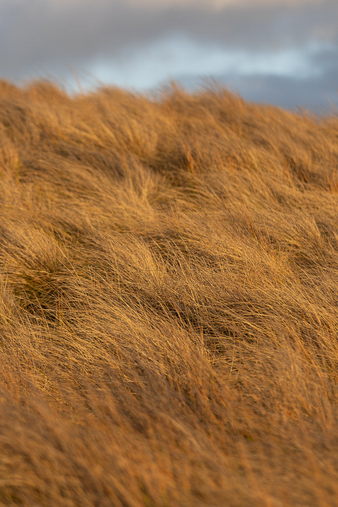 A close-up, abstract view of tall, dry grass swaying in the wind. The golden-brown blades are blurred, creating a sense of movement and texture. The background is a soft gradient of grey and pale blue sky.