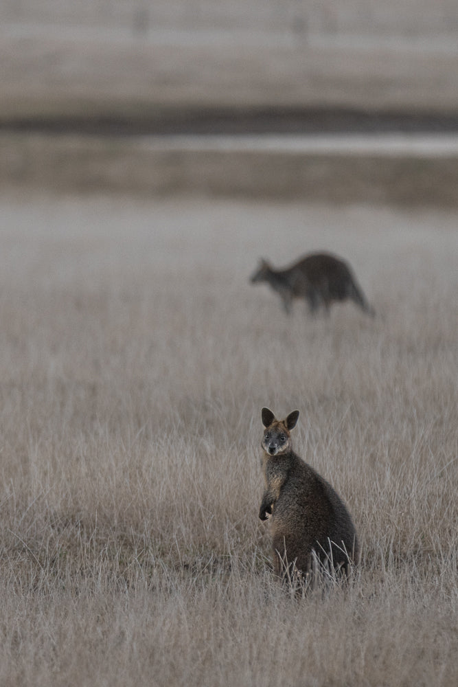 A wallaby stands in dry grass, looking towards the camera. Another wallaby is visible in the blurred background.