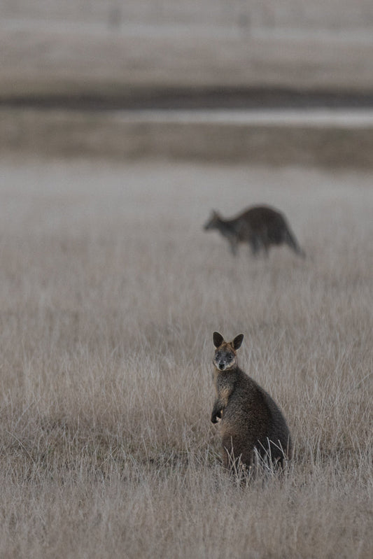 A wallaby stands in dry grass, looking towards the camera. Another wallaby is visible in the blurred background.