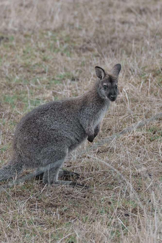 A wallaby stands in dry grass, looking to the right. Its fur is grey and it has large ears.