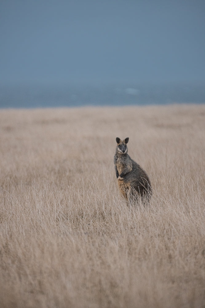A wallaby stands alert in a field of dry, golden grass. The background is a soft blur of blue sky and a hint of the ocean.