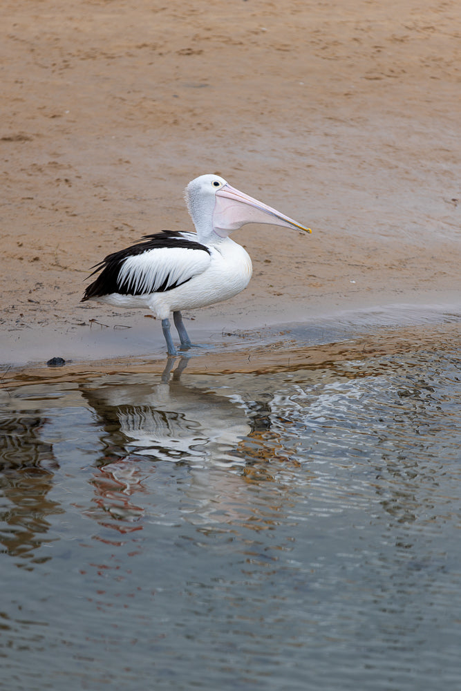 An Australian pelican stands on a sandy shore at the edge of the water. The bird is mostly white with black markings on its wings and has a long, pale pink beak with a yellow tip. Its reflection is visible in the calm water.
