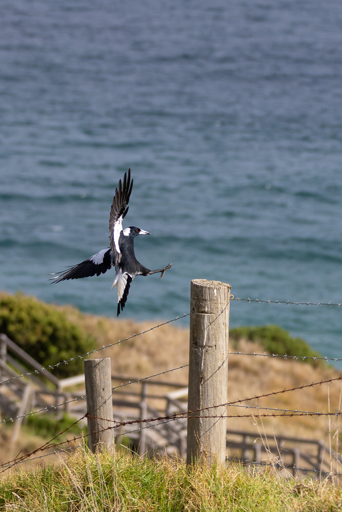 A black and white bird with its wings spread wide is captured mid-flight, with one leg extended as if landing on a wooden fence post. The background shows the blue ocean and a grassy hillside.