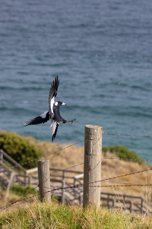 A black and white bird with its wings spread wide is captured mid-flight, with one leg extended as if landing on a wooden fence post. The background shows the blue ocean and a grassy hillside.