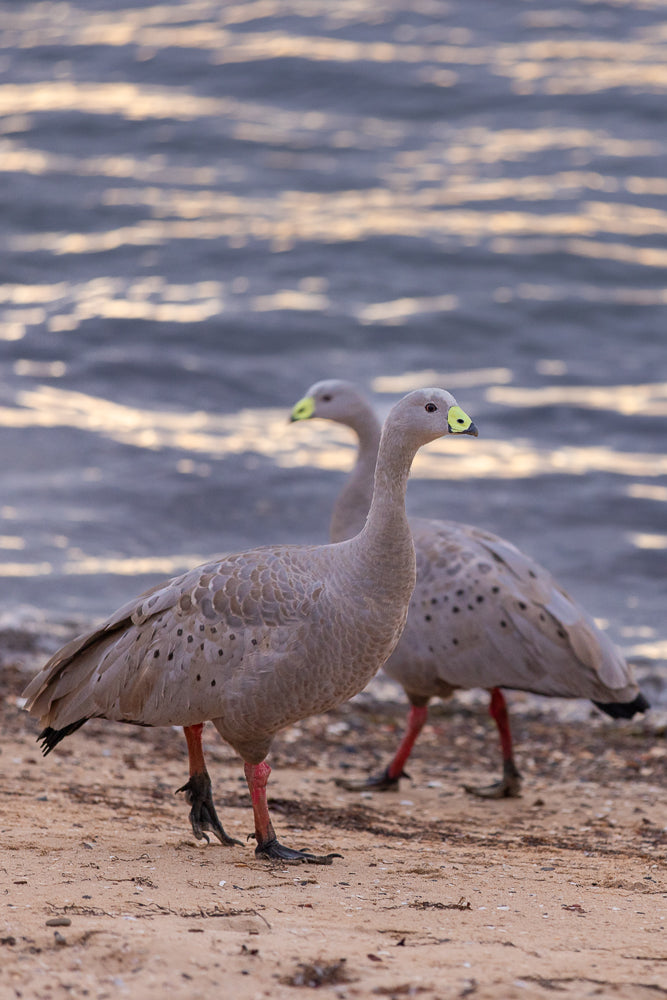 Two Cape barren geese stand on a sandy shore with the ocean in the background. The geese are grey with black spots and have bright yellow beaks and pink legs.