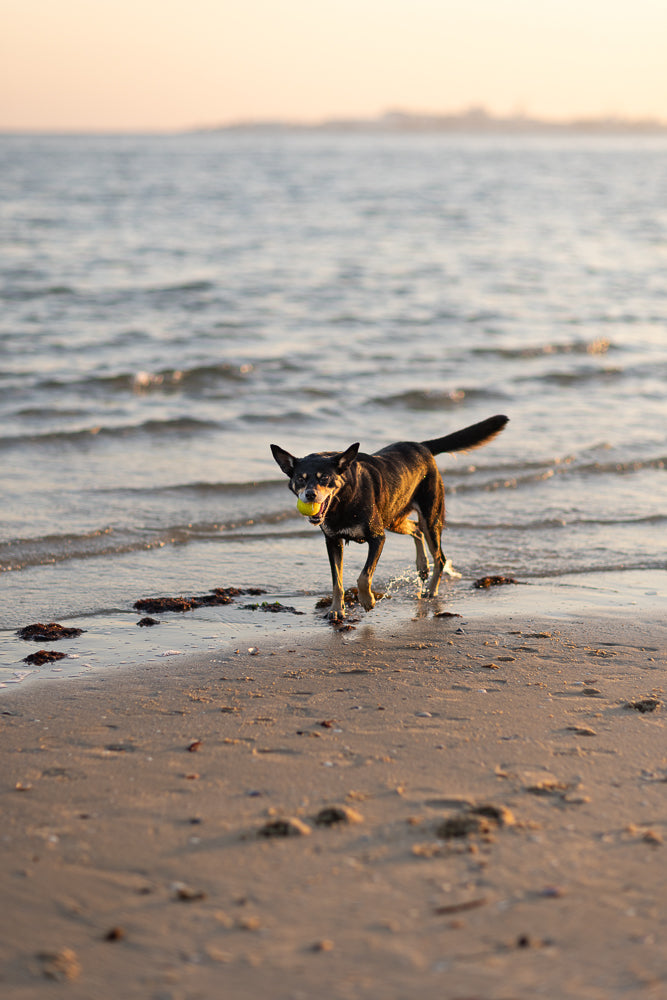 A black and tan dog walks out of the water onto a sandy beach, carrying a yellow ball in its mouth. The sun is low in the sky, casting a warm glow on the scene.