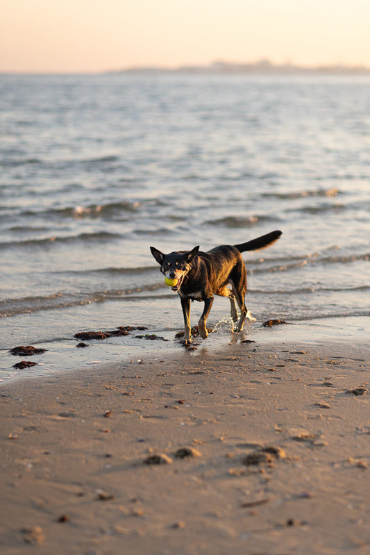 A black and tan dog walks out of the water onto a sandy beach, carrying a yellow ball in its mouth. The sun is low in the sky, casting a warm glow on the scene.