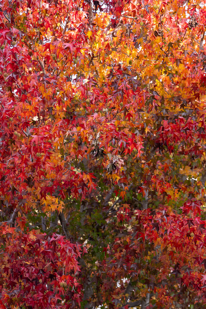 A close-up shot of a tree in autumn, with its leaves displaying a vibrant mix of red, orange, and yellow hues. Some green leaves and spiky seed pods are also visible.