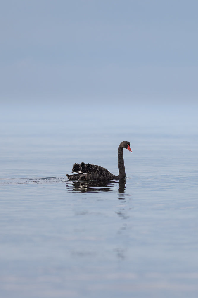 A black swan with a red beak swims on calm, blue water. The swan is facing right and its reflection is visible in the water.