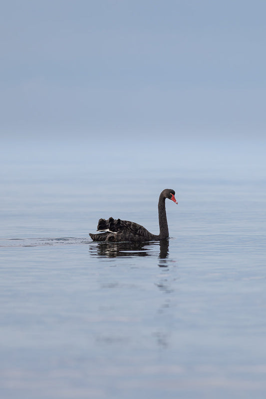 A black swan with a red beak swims on calm, blue water. The swan is facing right and its reflection is visible in the water.