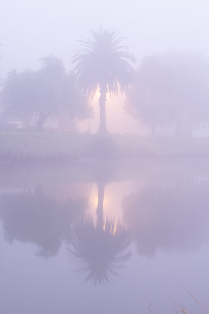 A palm tree stands silhouetted against a soft, hazy sunrise, its reflection shimmering on the calm water below. The scene is bathed in a gentle, ethereal light.