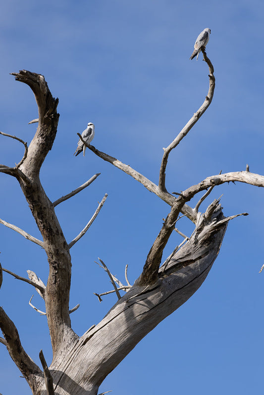 Two white-tailed kites perch on the bare branches of a dead tree against a clear blue sky. The birds have black markings on their wings and tails, and white heads and undersides.