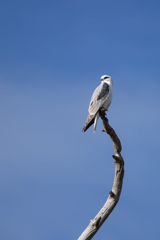 A white-tailed kite perches on a dead branch against a clear blue sky. The bird is facing left, with its head turned slightly to the right, revealing its black eye and white head.