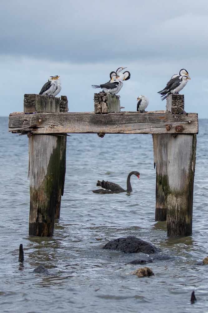 A black swan swims in the water below a wooden pier where several pied cormorants are perched on weathered posts.