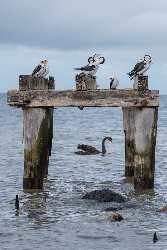 A black swan swims in the water below a wooden pier where several pied cormorants are perched on weathered posts.