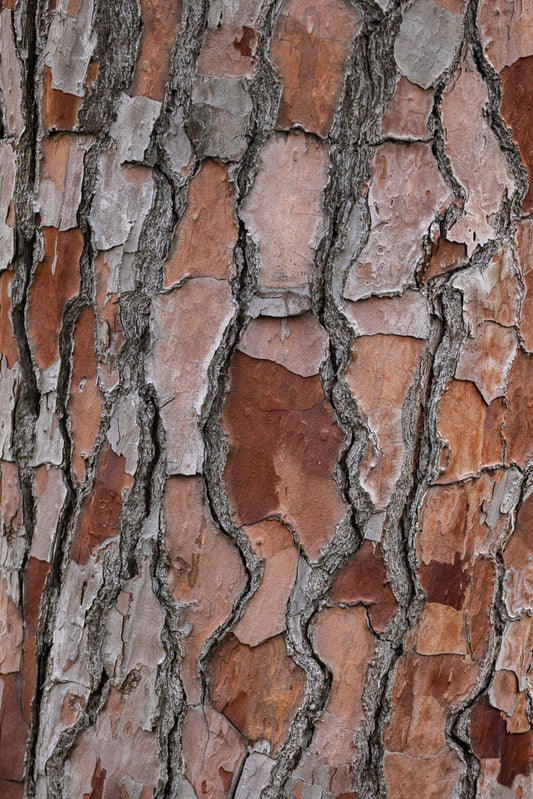 Close-up of rough, textured pine tree bark with large, irregular plates of reddish-brown and greyish-white bark.
