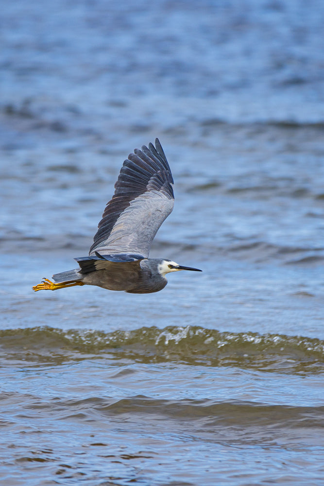 A white-faced heron flies low over the water, its wings spread wide and its yellow feet tucked beneath it.