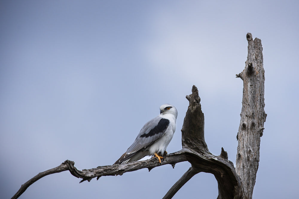A black-shouldered kite perches on a dead tree branch against a pale blue sky. The bird of prey is white and gray with black markings on its wings and bright orange eyes. It appears to be scanning its surroundings, likely looking for prey.