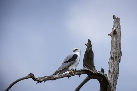 A black-shouldered kite perches on a dead tree branch against a pale blue sky. The bird of prey is white and gray with black markings on its wings and bright orange eyes. It appears to be scanning its surroundings, likely looking for prey.