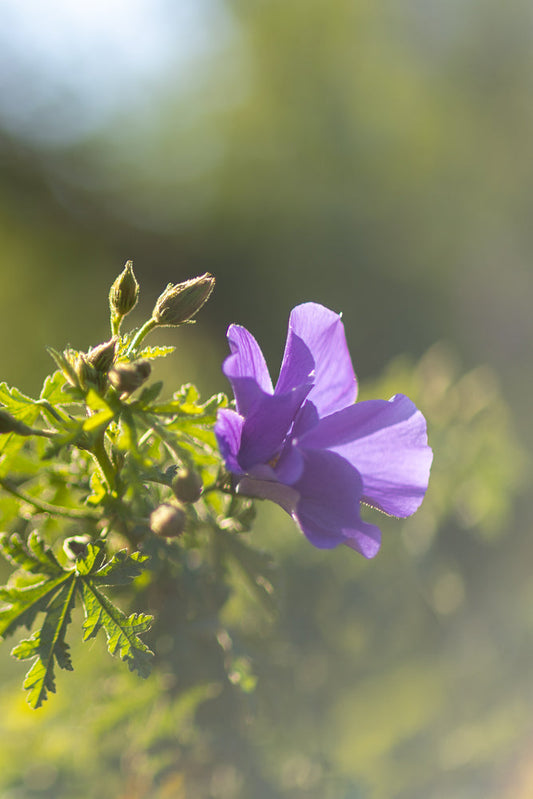 A close-up, side view of a single, delicate purple flower with five petals, gently unfurling against a soft, blurred green background. Several unopened buds and green leaves are visible to the left of the bloom.