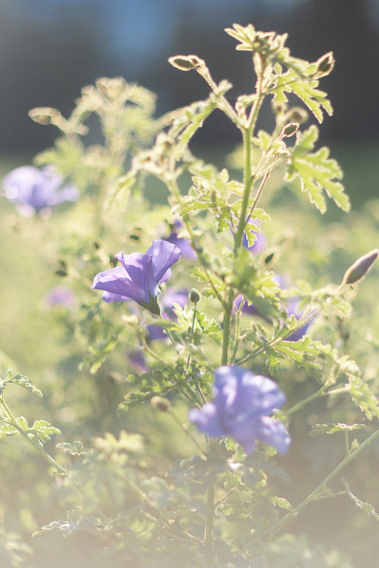 A close-up, soft-focus shot of delicate purple flowers and green leaves bathed in warm sunlight. The background is blurred, creating a dreamy and serene atmosphere.