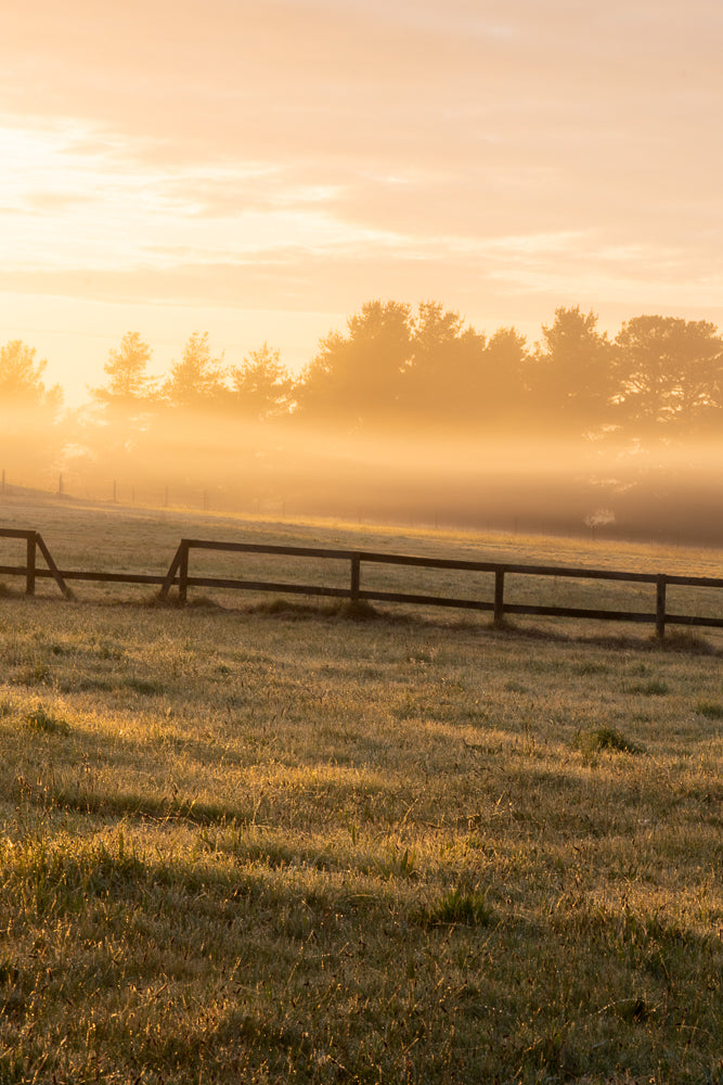 A golden sunrise bathes a misty field in warm light. A wooden fence runs horizontally across the middle ground, separating the dew-covered grass from the hazy background where silhouetted trees emerge from the fog.