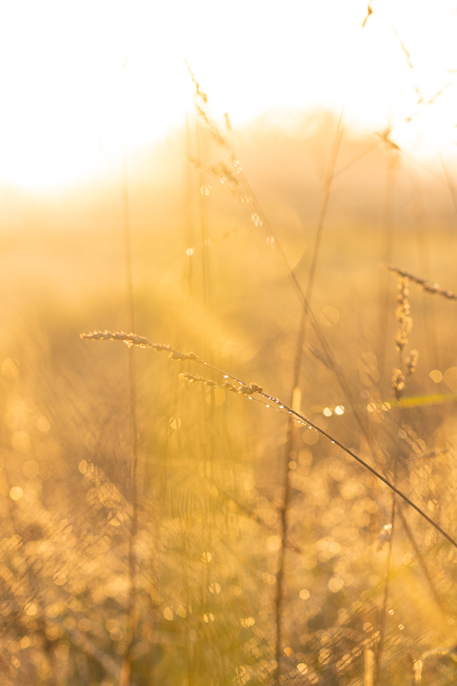 Close-up of grass stalks with dew drops, illuminated by the warm, golden light of sunrise or sunset. The background is softly blurred with bokeh.