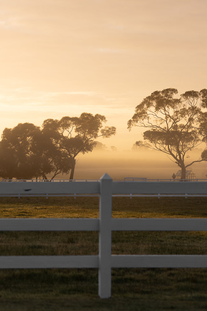 A misty, golden sunrise illuminates a rural landscape. Silhouetted trees stand tall against the soft light, with a white fence in the foreground.