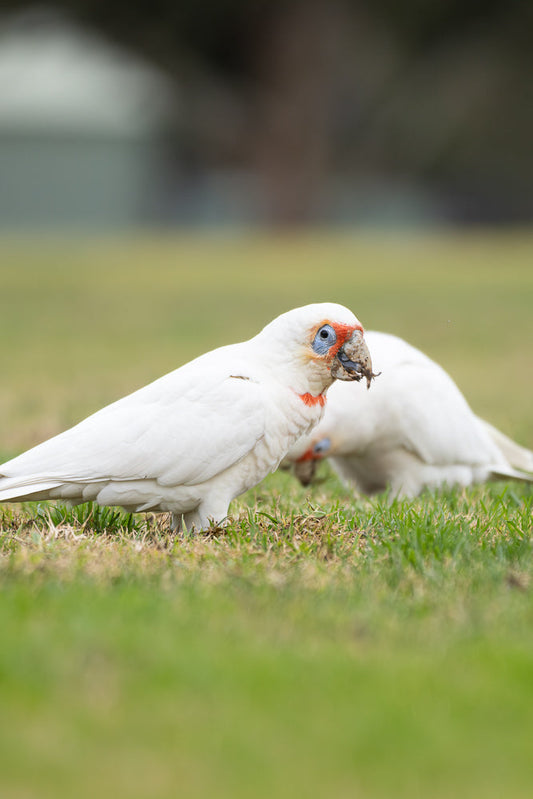 Two Corellas, a species of cockatoo, forage for food in a grassy field. The bird in the foreground is white with a distinctive blue eye-ring and red markings around its beak, which is covered in dirt.