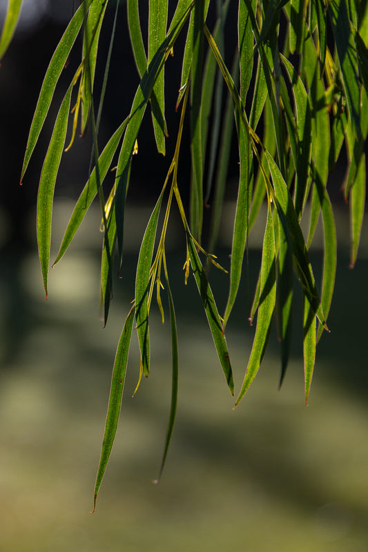 Close-up of bright green eucalyptus leaves backlit by the sun, casting shadows on other leaves. The leaves are long and slender with pointed tips, and some have tiny water droplets on them.
