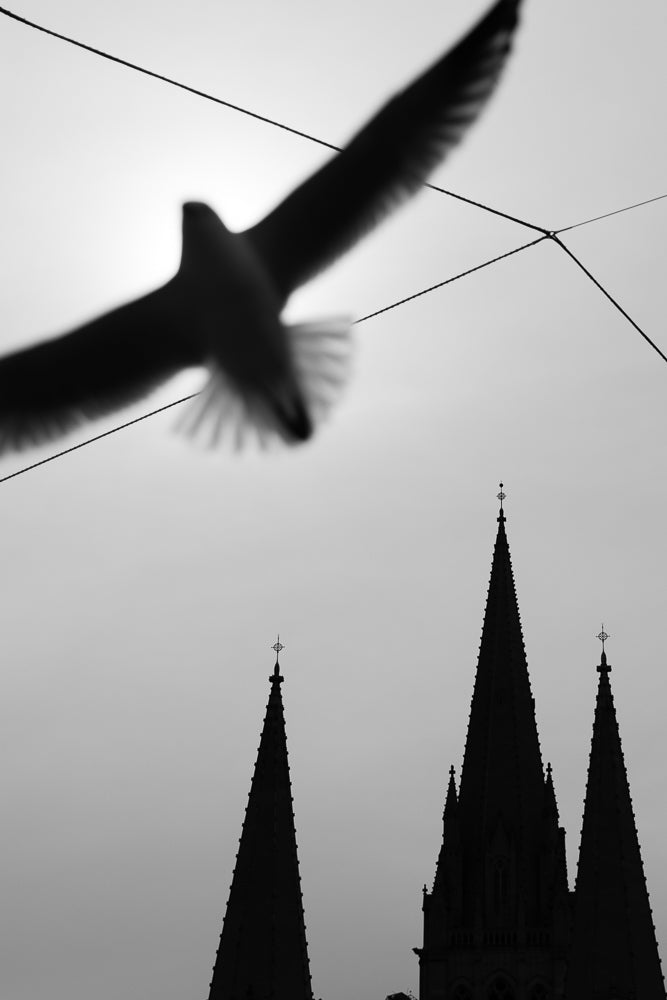 A seagull flies in silhouette against a bright sky, with the spires of a cathedral visible below.
