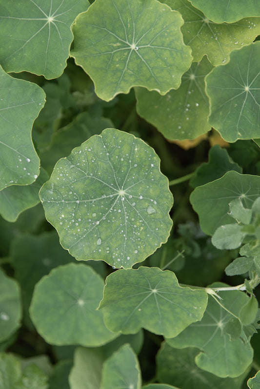 A close-up, overhead view of several large, round, green nasturtium leaves. The leaves have prominent veins radiating from the center and a scalloped edge. Many small water droplets are visible on the surface of the leaves, glistening in the light.