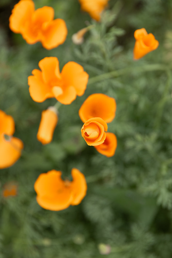 A close-up, shallow depth of field shot of several bright orange California poppies blooming in a garden. The focus is on a single bud in the center, with other flowers blurred in the background.