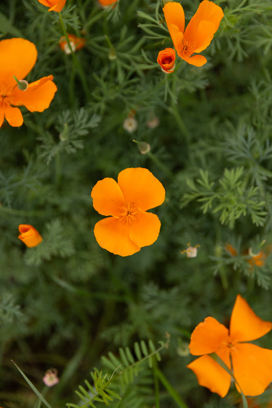 Close-up of bright orange California poppies with delicate green foliage in the background. The flowers have four petals and a dark center, with some buds also visible.