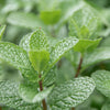 A close-up shot of vibrant green mint leaves, with a tiny fly perched on the tip of one leaf. The background is softly blurred, emphasizing the texture and detail of the mint plant.