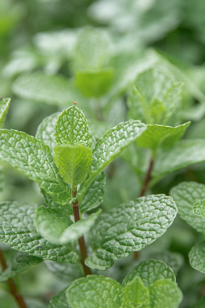 A close-up shot of vibrant green mint leaves, with a tiny fly perched on the tip of one leaf. The background is softly blurred, emphasizing the texture and detail of the mint plant.