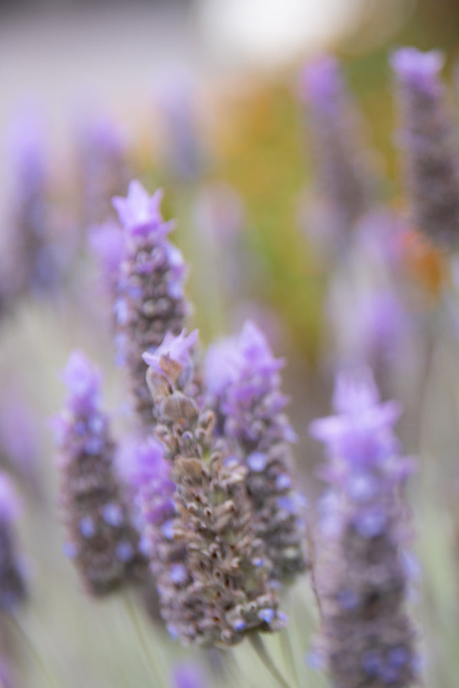 A close-up, blurred shot of lavender flowers with soft purple and green tones. The focus is on the textured flower spikes, with a bokeh background.