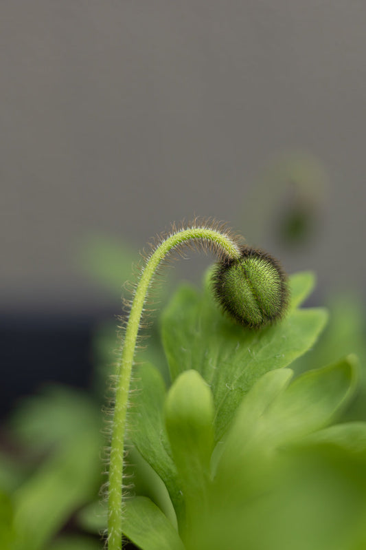 A close-up, macro shot of a fuzzy green poppy bud on a thin, hairy stem, with soft green leaves in the background.