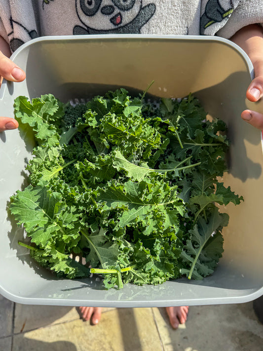 A person holds a grey colander filled with fresh, green kale leaves. The kale is curly and vibrant, with some leaves showing a lighter green hue. The colander is positioned outdoors, with sunlight casting shadows on the ground below.