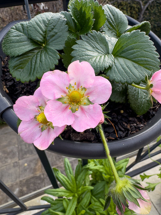 Close-up of two delicate pink strawberry flowers with yellow centers, surrounded by lush green leaves in a dark pot on a balcony.