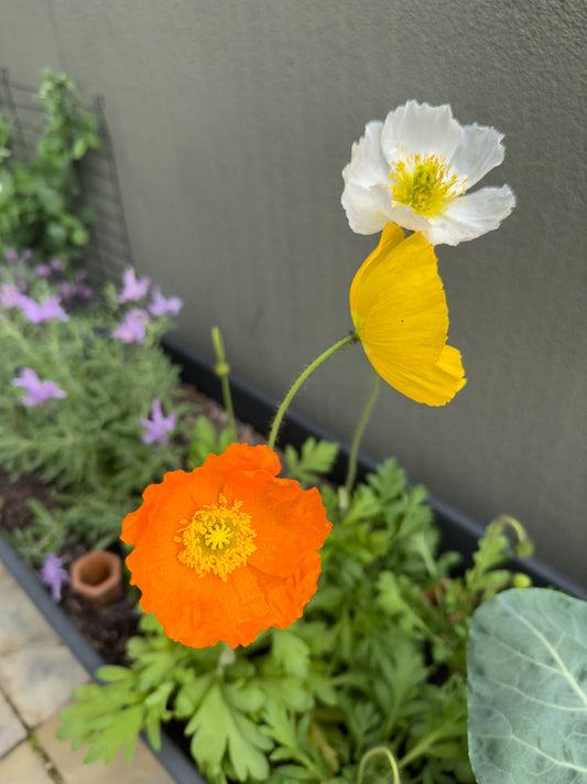 Close-up of three poppies in a planter: one bright orange, one yellow, and one white. The orange poppy is in the foreground, with the yellow and white poppies above it. The background is a gray wall and blurred green foliage.